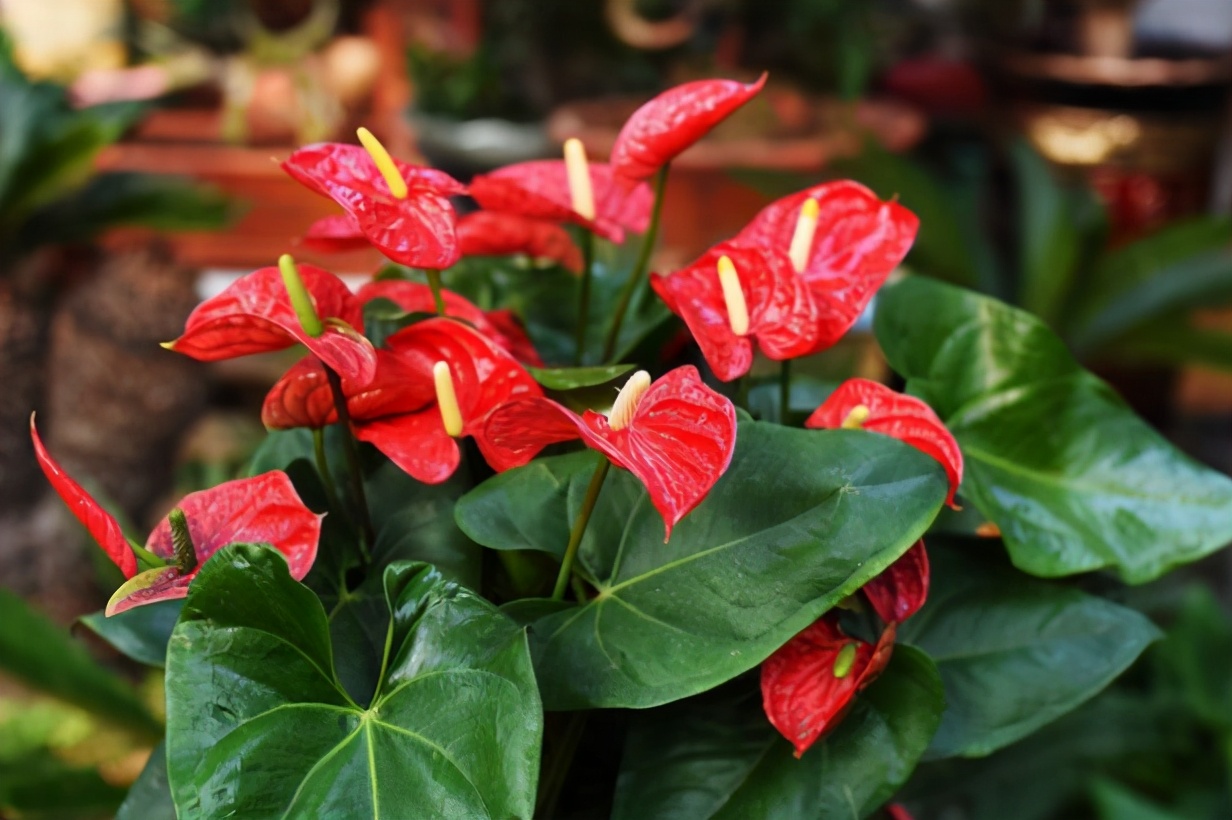 6种吉利花养在客厅里,适合家里养的吉利花