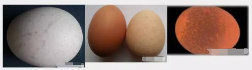 产蛋鸡的蛋皮脆怎么回事,蛋鸡产的鸡蛋壳薄脆的原因