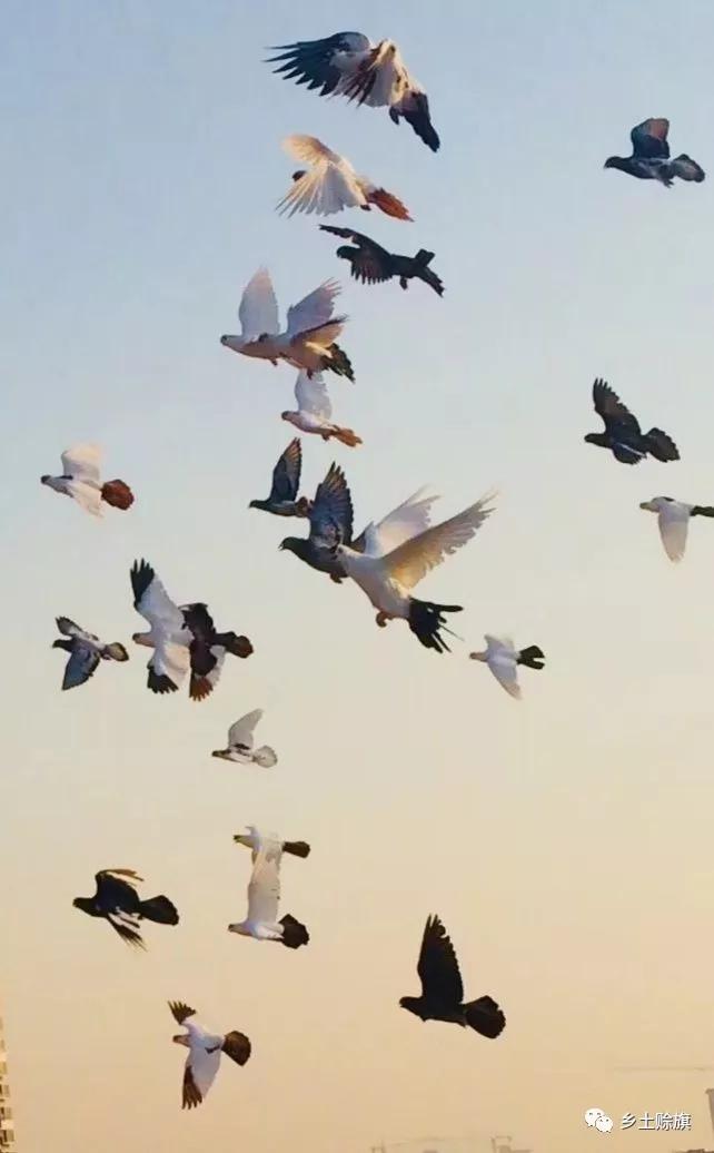 赊店鸽事之四鸽王末路