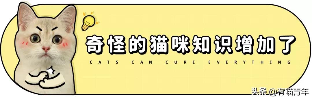 布偶猫身长四十厘米体重九斤,超级可爱的布偶猫有两万斤