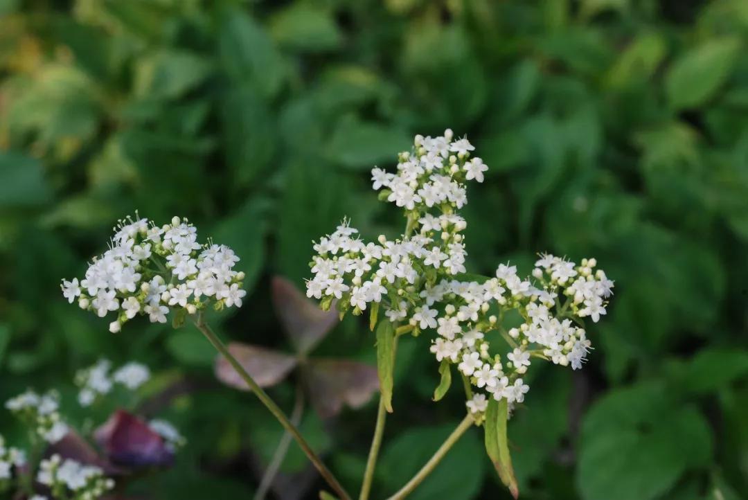 冬天常见中药植物图片及功效,花期长的草本植物图片