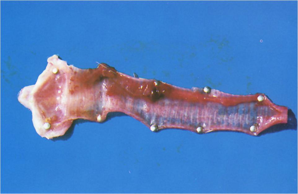 鸡喉炎发病时期,鸡传染性喉气管炎还可以救活吗