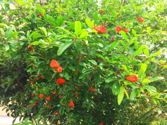 自己种的石榴太酸怎么变甜,怎么种石榴比较甜