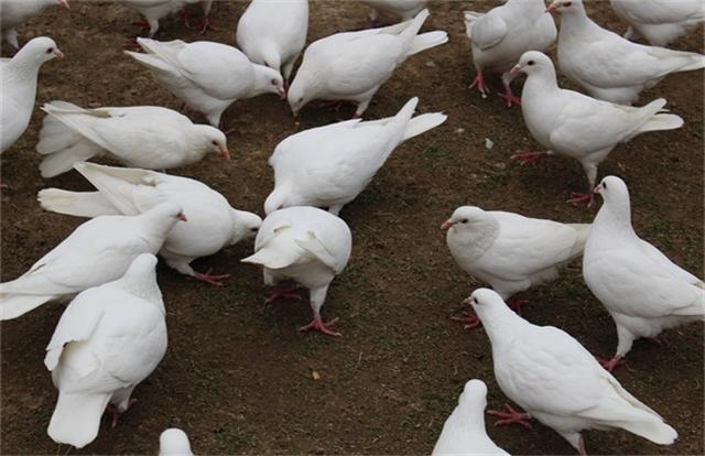 鸽子孵蛋多少天出小鸽子,鸽子养殖教程
