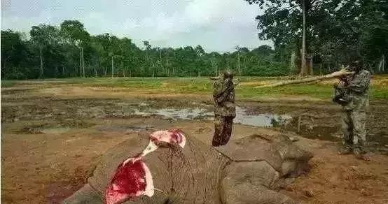 放过大象吧!别再用大象皮车珠子了!