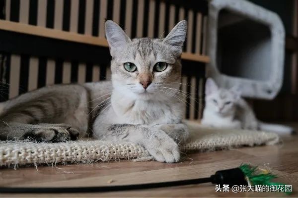 有人说养猫对生育功能有影响,养猫会提高对尘螨的免疫力么