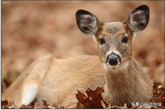 佳能EF600mmf/4LISIIIUSM镜头评测