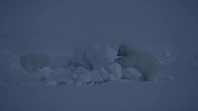 豆瓣netflix电影,bbc地球奇观纪录片
