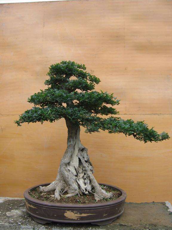 白蜡盆景好养活吗,白蜡盆景的养法和管理