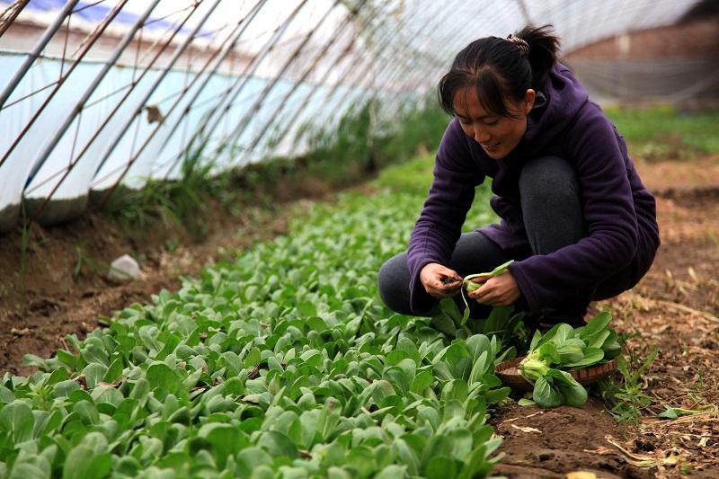 别再上班赚死工资,这5个农村轻资本创业点子,足够翻身赚大钱