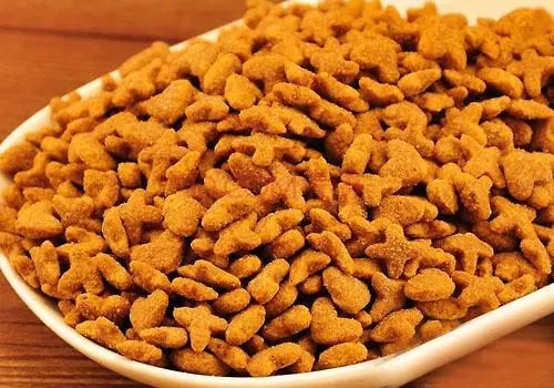 养猫怎样照顾猫,刚刚领养幼猫怎么养