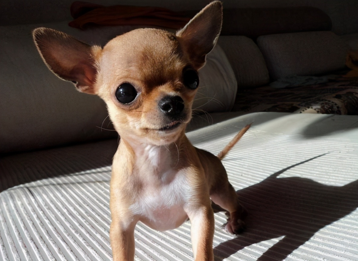 月薪3000养什么狗,养什么狗最好养又听话还便宜