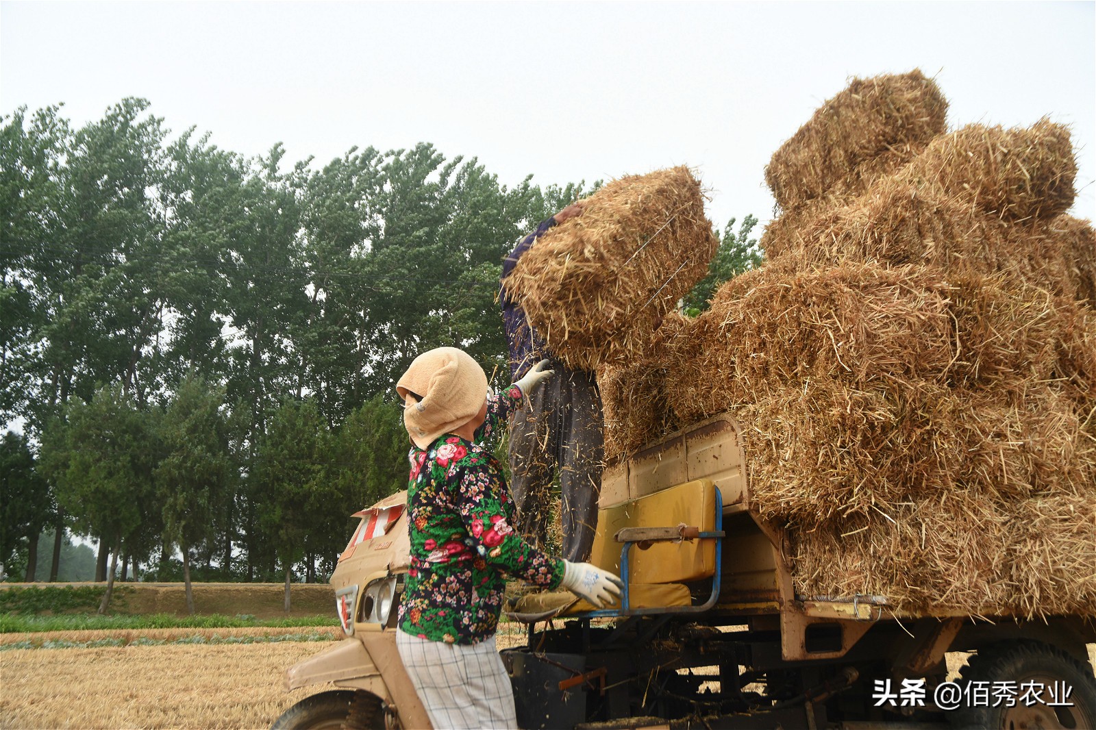 利用农作物秸秆就能赚钱的好项目,小麦秸秆种植致富项目