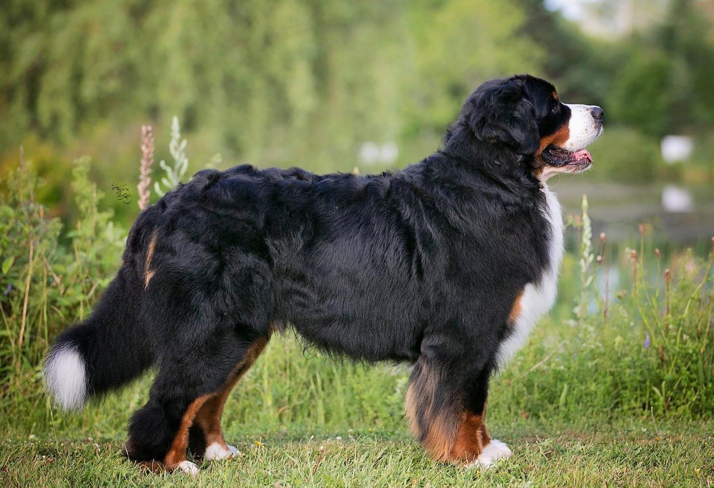 史上最全，这些狗狗你都认识吗？152个狗狗品种及介绍