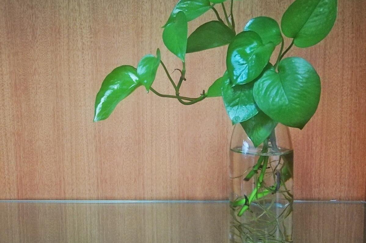 绿萝怎么水培养能快速爆盆,水培绿萝与盆栽绿萝有什么区别