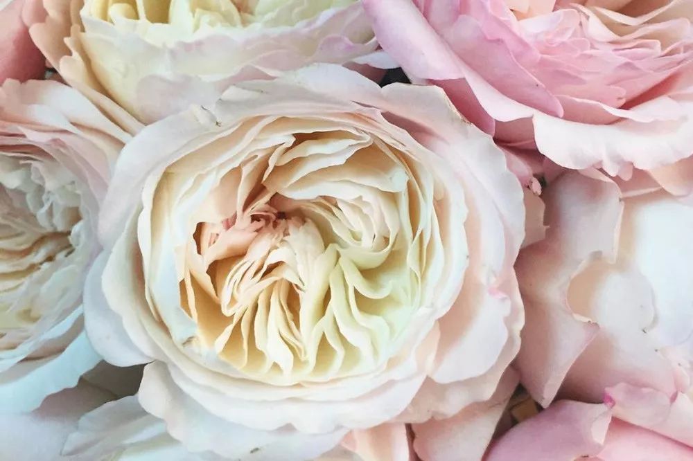 花店常用玫瑰花品种大全,一篇文章带你认识三亚40种花