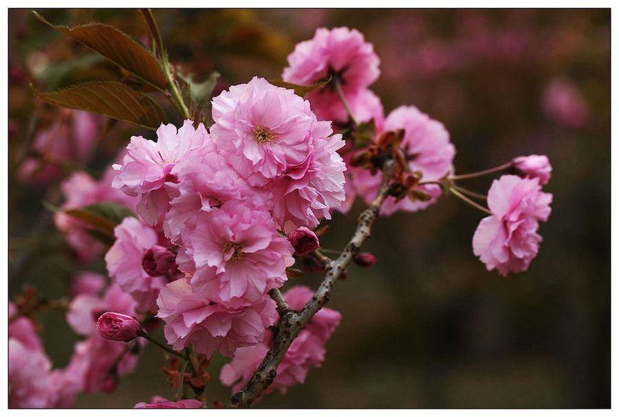 樱花季怎么能少得了专属樱花,四月开花的樱花有哪些