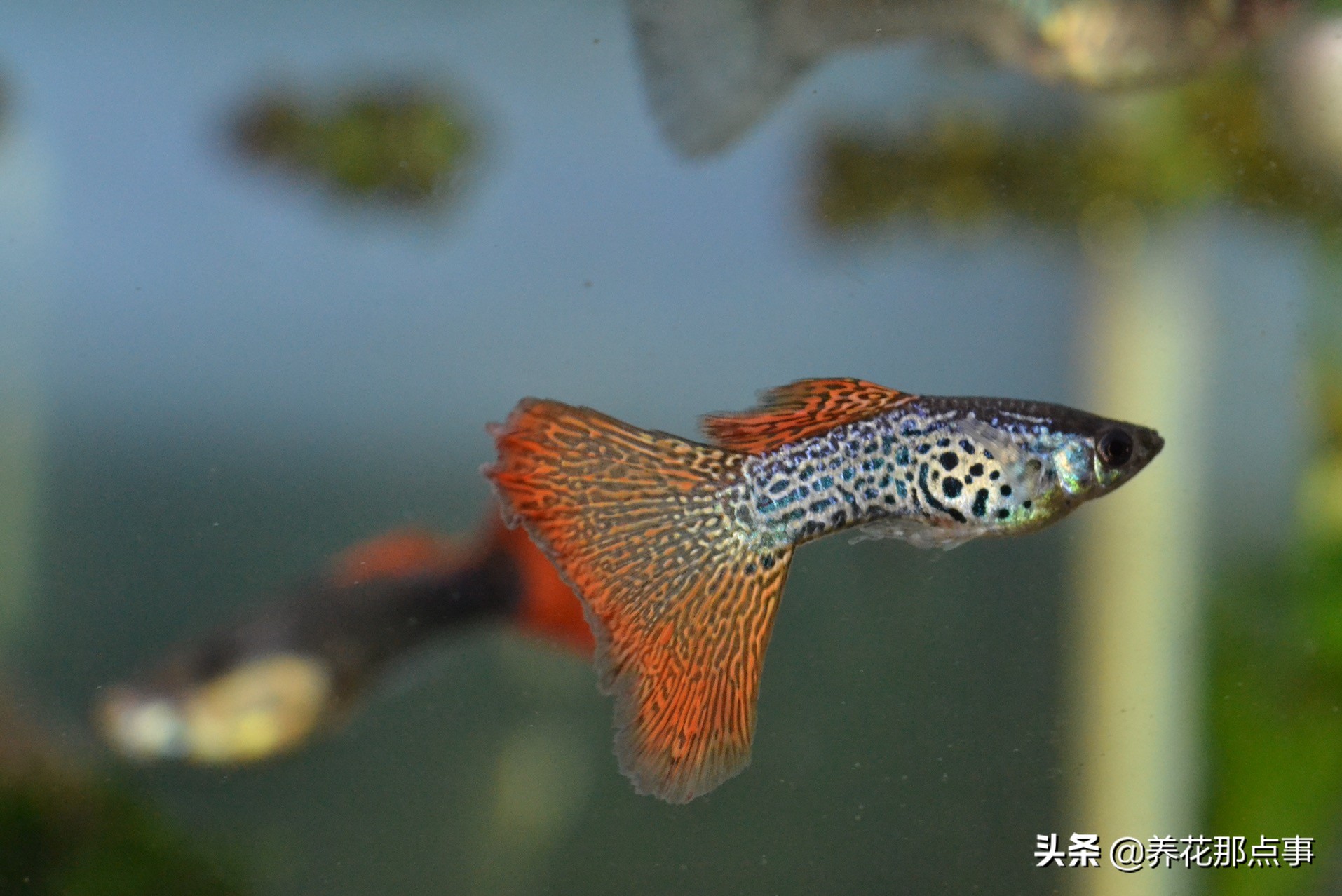 热带鱼生态鱼缸,热带鱼生态鱼缸养殖必备条件