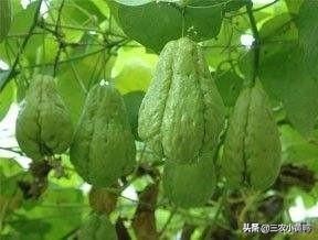 合手瓜怎么煮,可以做菜又可以当水果吃的瓜