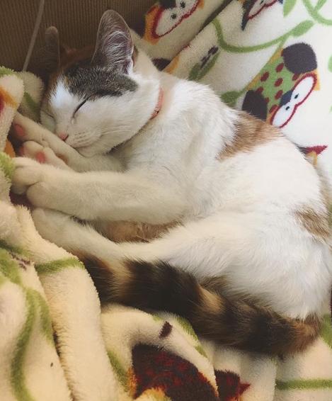 猫真的有那么聪明吗,猫真的有那么聪明嘛