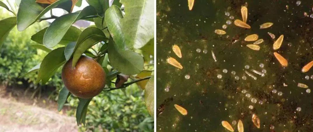 柑橘白色虫子怎么治疗,柑橘象鼻虫怎么彻底消灭