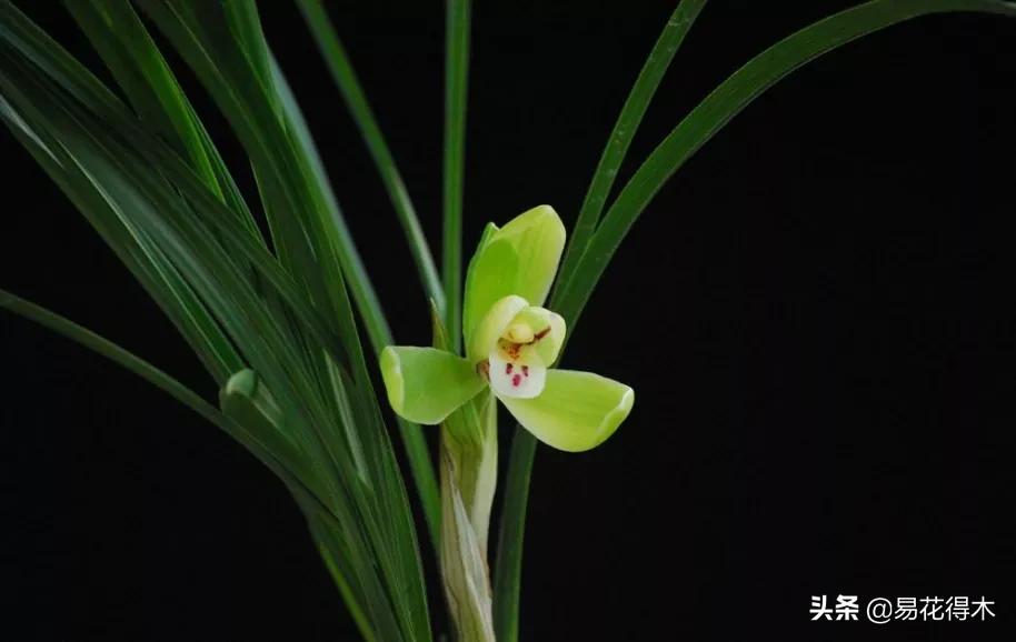 兰花原种老苗是什么,兰花组培和原种有什么区别