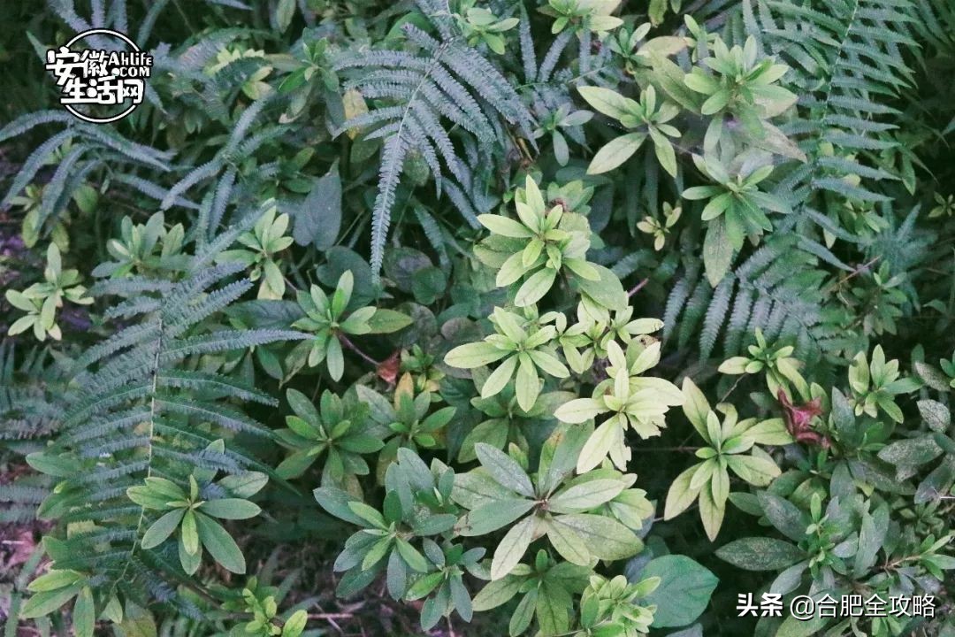 大蜀山,大蜀山的爱情