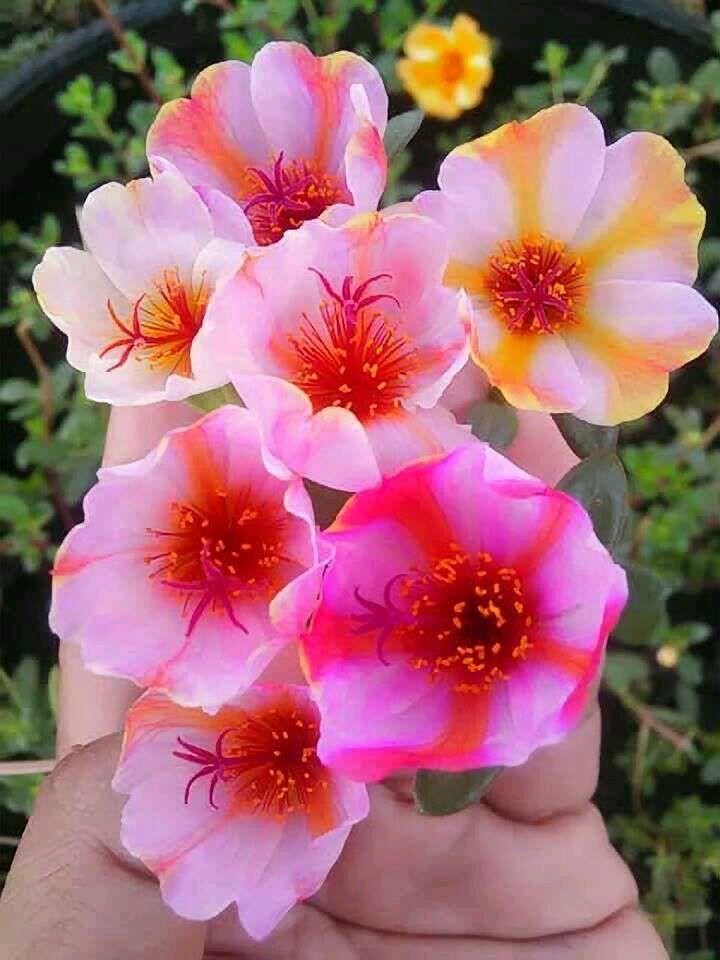 冷知识精选1,苦瓜的冷知识大全