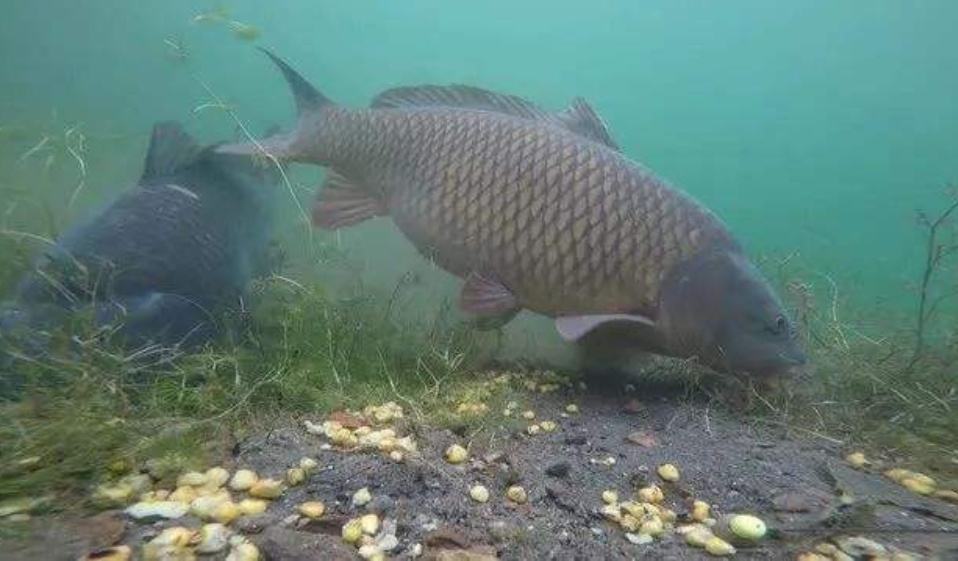 鲤鱼脱钩了还会进窝吗,鲤鱼脱钩的解决方法