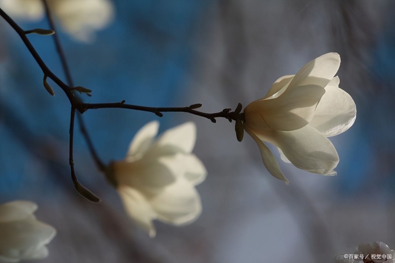 江南四大才子文徵明眼中的玉兰是什么样子？不仅美，还特别有诗意