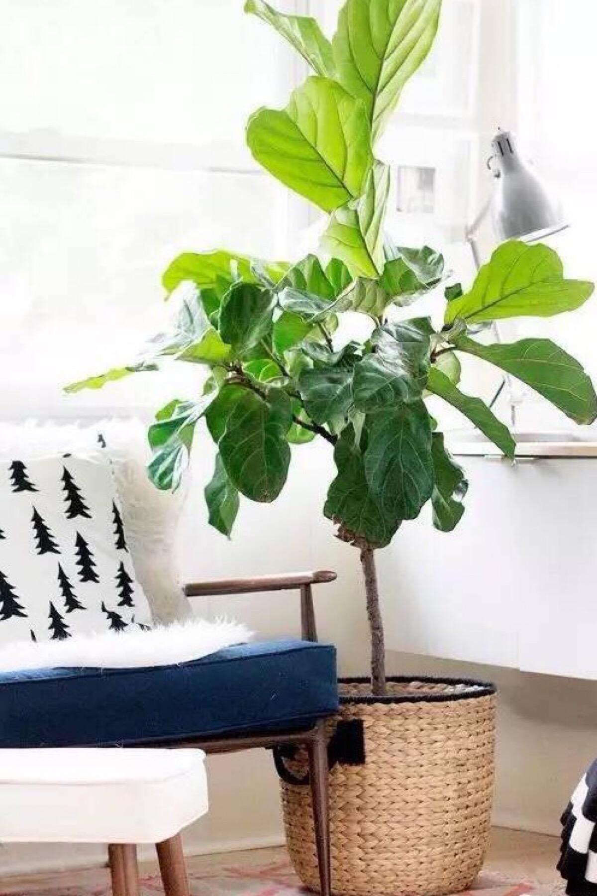 好养又吸收尼古丁的植物,家里有吸烟的千万别养这种植物