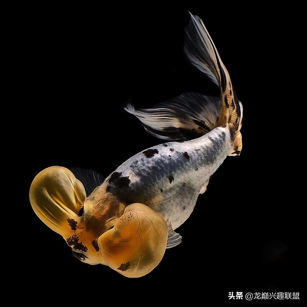 金鱼观赏鱼怎么挑选,金鱼怎么选才好看好养活