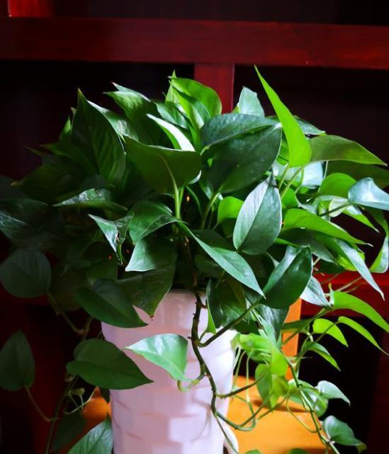 室内装修绿植净化空气,卫生间养啥花堪比空气净化器