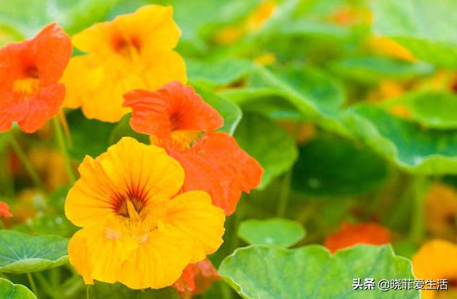 老中医喜欢养“6种花”，好看又养人，有利健康