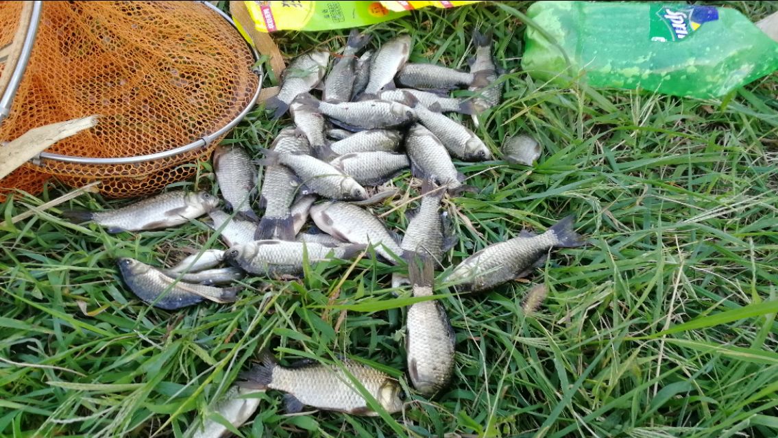 真正有效避开小杂鱼闹窝的方法,如何有效避开小杂鱼闹窝