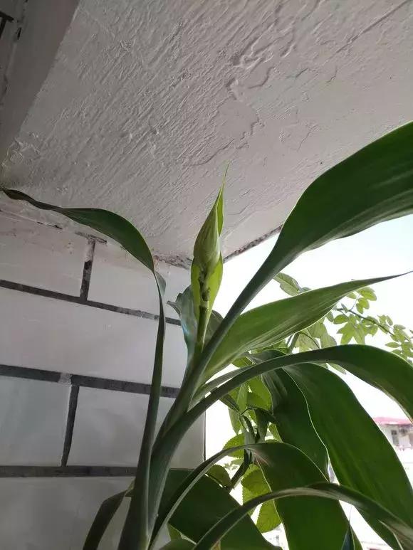 家里三种最旺财的花卉,家里招财旺宅的花