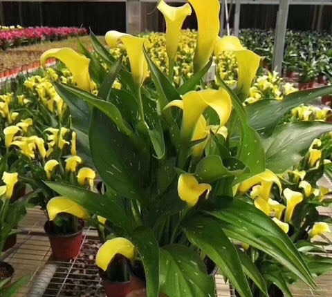 家庭阳台栽培最好的花卉,适合阳台种植的不死苗盆栽