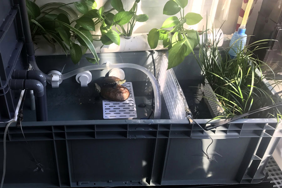 养龟怎么保持水质,养龟保持水质最好的方法