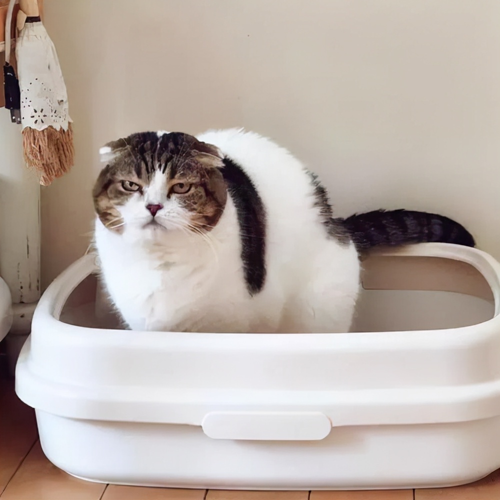 猫咪拉稀怎么办还伴有血,猫咪拉稀怎么办最快的解决方法