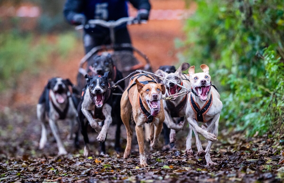 你的狗狗有多倔,脾气很倔的三种狗狗