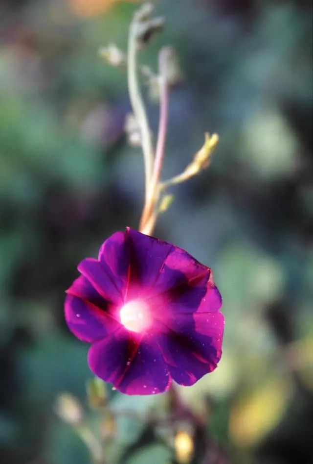 喇叭花的生活习性和怎样开花的,观察一朵花是怎样开花的