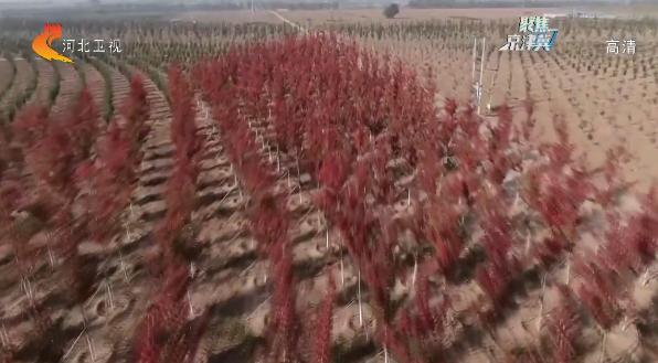 千年秀林最新,千年秀林