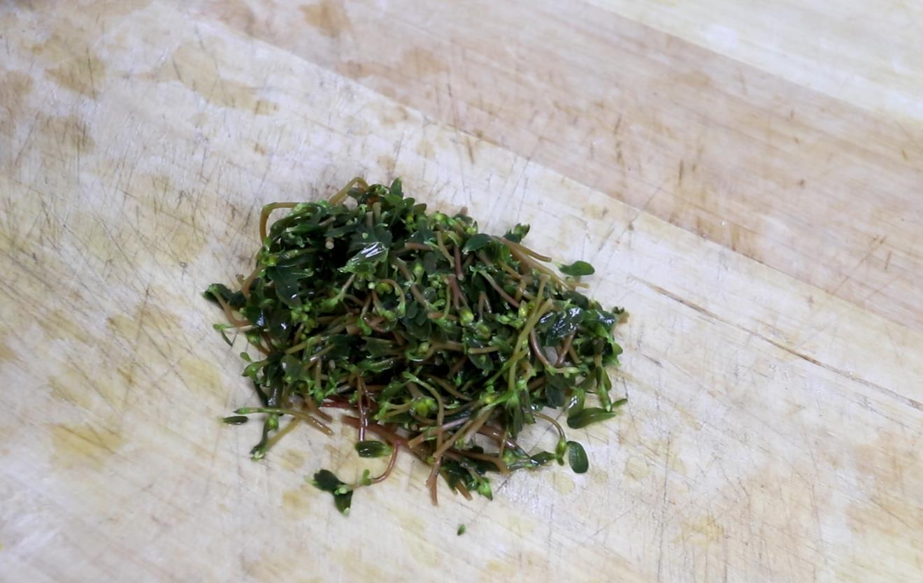 痔疮犯了吃什么下火的中药,野菜马齿苋能治痔疮吗