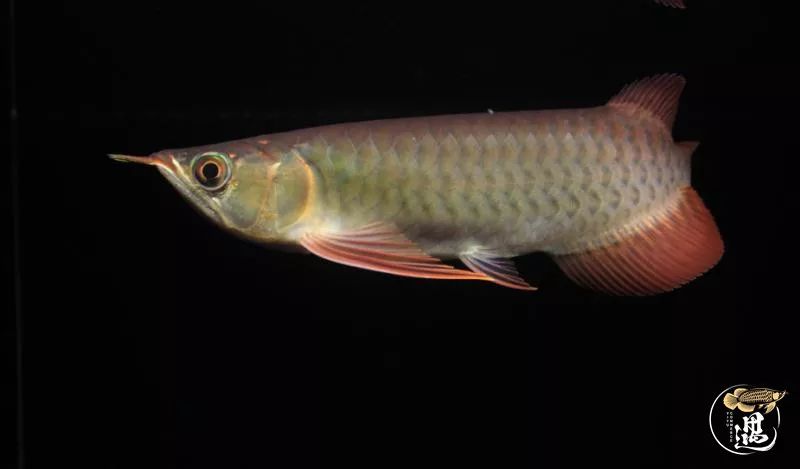 龙鱼如何防止掉尾游动视频,龙鱼翻过来了怎么救