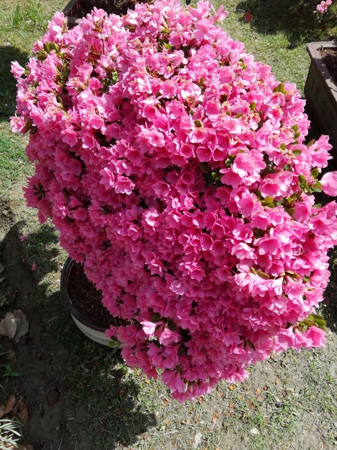 杜鹃花花苞下发新叶,养好杜鹃花用什么土最好