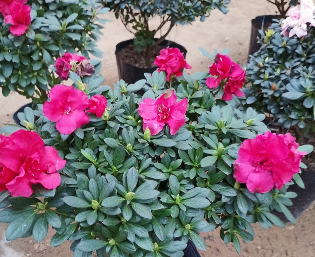 杜鹃怎么养护喜不喜欢太阳,怎样才能让杜鹃多开花