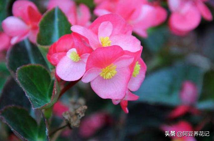 多色海棠夏季怎么护理,玻璃海棠怎么度夏