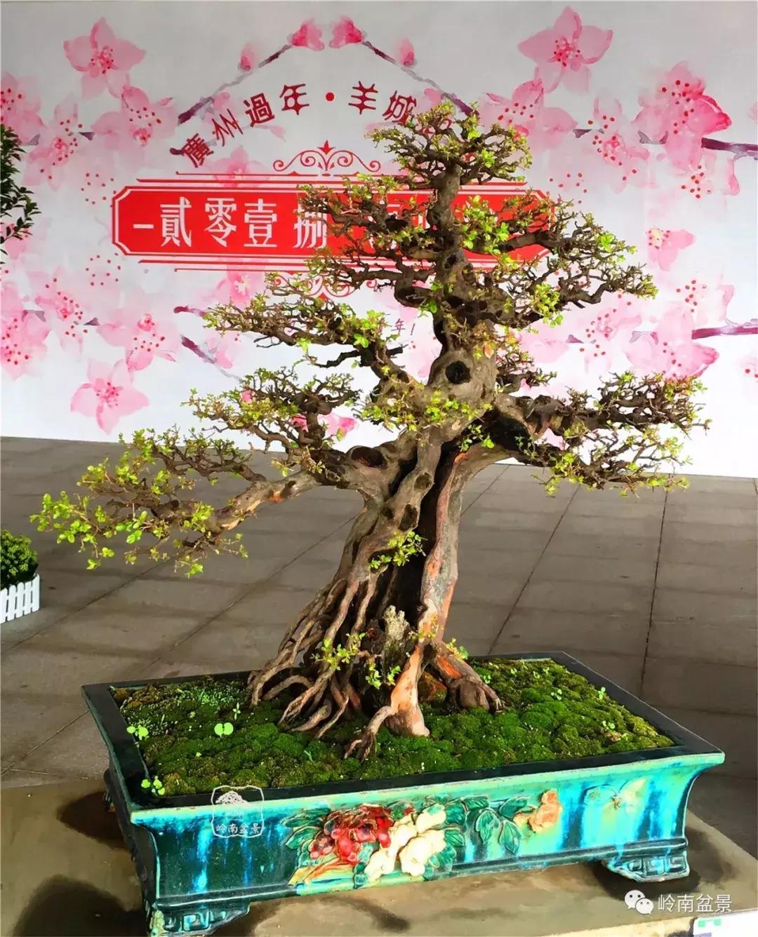 造型极美的盆景一起来欣赏,一组风吹出来的盆景欣赏动感十足