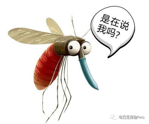 蚊子咬狗,蚊子也咬脚么