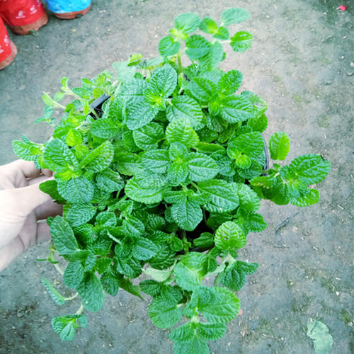 室内最理想绿植“吸毒草”的养殖方法以及注意事项